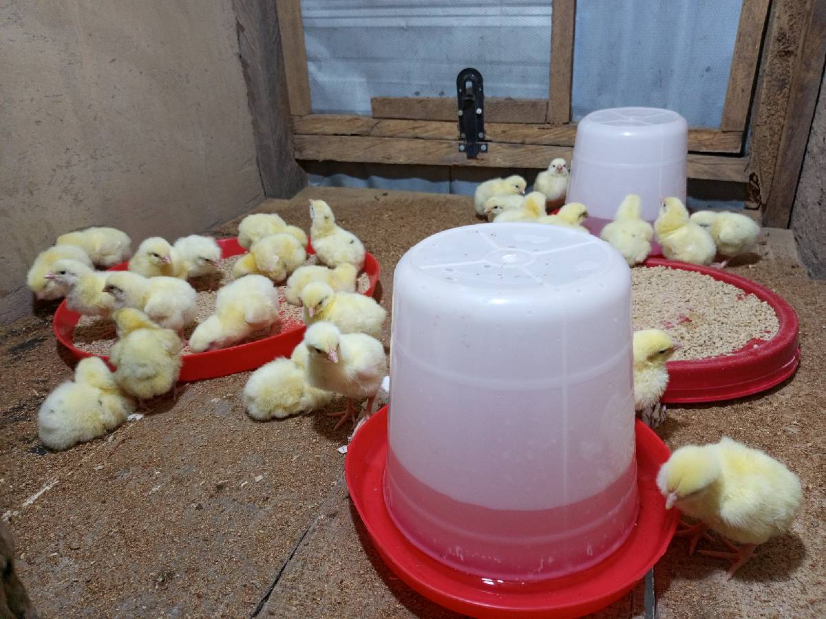 Olam Broilers